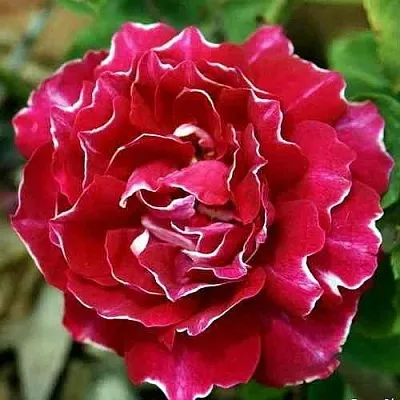 Саженцы роз БАРОН ЖИРО ДЕ ЛЕН ремонтантная  Саженцы роз БАРОН ЖИРО ДЕ ЛЕН ремонтантная в Калининграде