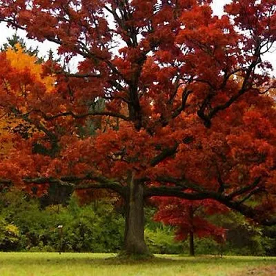 Дуб в Калининграде