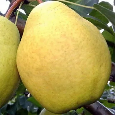 Груша ОСЕННИЙ ВЕЛИКАН  Груша ОСЕННИЙ ВЕЛИКАН в Калининграде