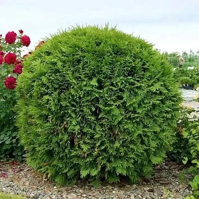 Туя ВУДВАРДИ западная  Туя ВУДВАРДИ западная в Калининграде