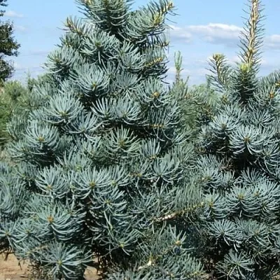 Пихта КОНКОЛОР  Пихта КОНКОЛОР в Калининграде