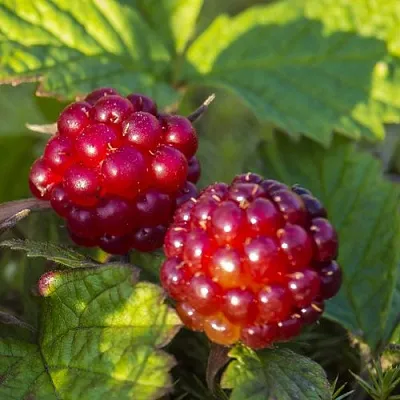 Княженика ЛИНДА в Калининграде