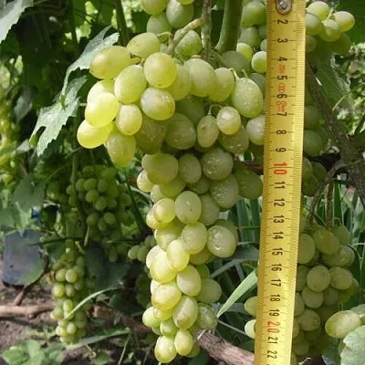 Виноград АНАНАСНЫЙ РАННИЙ  Виноград АНАНАСНЫЙ РАННИЙ в Калининграде