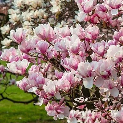 Магнолия  Магнолия в Калининграде