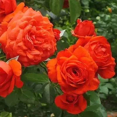 Саженцы роз МАЙНТАУЭР плетистая  Саженцы роз МАЙНТАУЭР плетистая в Калининграде