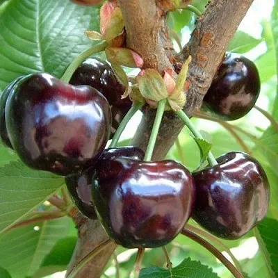 Черешня МУСКАТНАЯ в Калининграде