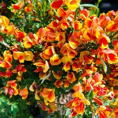 Ракитник АНДРЕАНУС в Калининграде