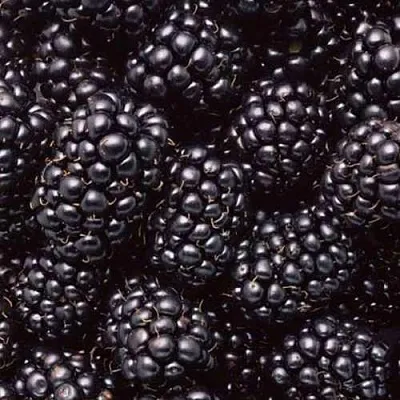 Ежевика ОРКАН бесшипная в Калининграде