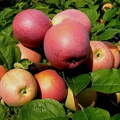 Яблоня СЛАВА ПОБЕДИТЕЛЯМ  Яблоня СЛАВА ПОБЕДИТЕЛЯМ в Калининграде