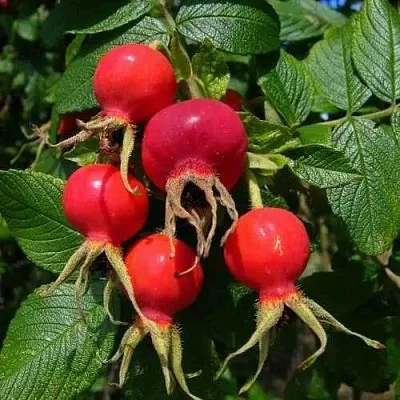 Шиповник ВИТАМИННЫЙ ВНИВИ  Шиповник ВИТАМИННЫЙ ВНИВИ в Калининграде