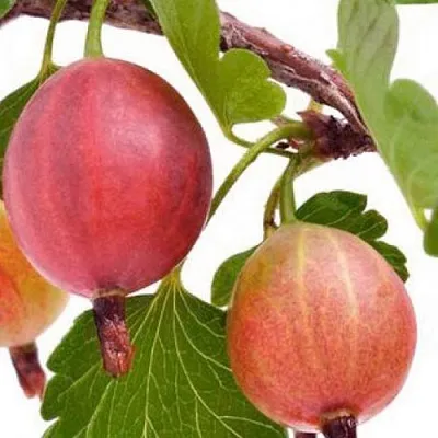 Крыжовник ЯРКИЙ в Калининграде