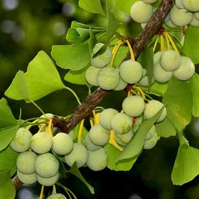 Гинкго билоба в Калининграде