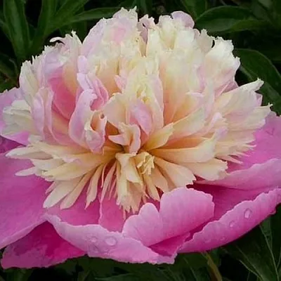 Пион ВЕСЕННЯЯ ПАЛИТРА травянистый  Пион ВЕСЕННЯЯ ПАЛИТРА травянистый в Калининграде