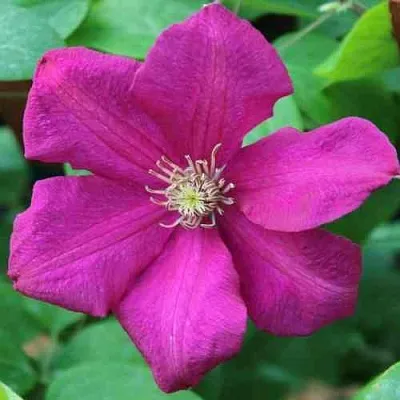 Клематис ЭРНЕСТ МАРКХАМ  Клематис ЭРНЕСТ МАРКХАМ в Калининграде