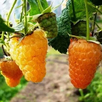 Малина ОРАНЖЕВОЕ ЧУДО  Малина ОРАНЖЕВОЕ ЧУДО в Калининграде