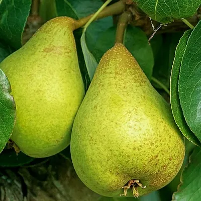 Груша Г-6 колонновидная  Груша Г-6 колонновидная в Калининграде