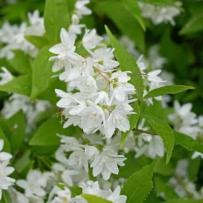 Дейция шершавая  Дейция шершавая в Калининграде