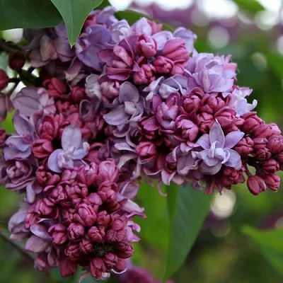 Сирень П.П.КОНЧАЛОВСКИЙ  Сирень П.П.КОНЧАЛОВСКИЙ в Калининграде