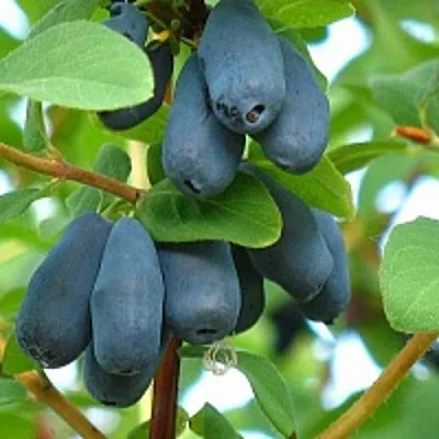 Жимолость съедобная ЮГАНА в Калининграде