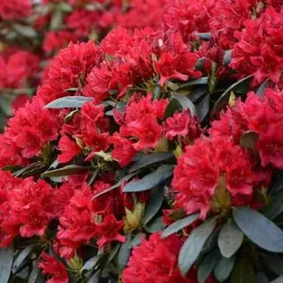 Рододендрон БУЗУКИ  Рододендрон БУЗУКИ в Калининграде