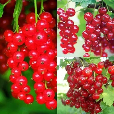 Комплект КРАСНЫЙ УРОЖАЙ в Калининграде