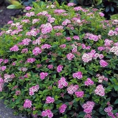 Спирея ЛИТЛ ПРИНЦЕСС японская  Спирея ЛИТЛ ПРИНЦЕСС японская в Калининграде