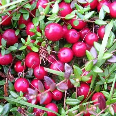 Клюква ПИЛИГРИМ в Калининграде