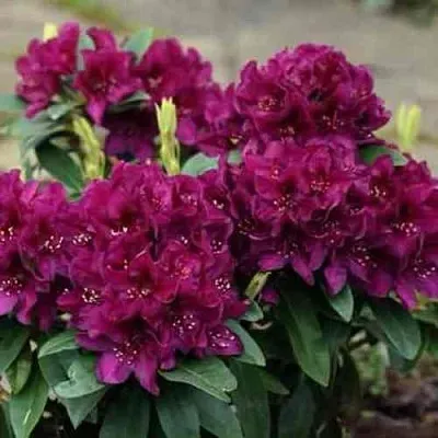 Рододендрон КАЛИ  Рододендрон КАЛИ в Калининграде