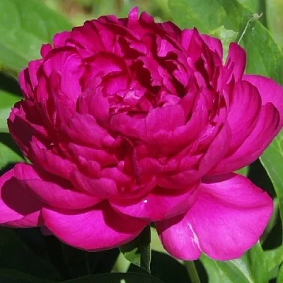 Пион БАРХАТ НОЧИ травянистый  Пион БАРХАТ НОЧИ травянистый в Калининграде