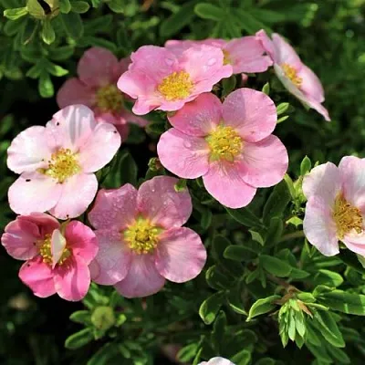 Лапчатка ЛАВЛИ ПИНК кустарниковая  Лапчатка ЛАВЛИ ПИНК кустарниковая в Калининграде