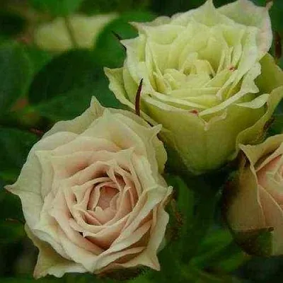 Саженцы роз ГРИН ДАЙМОНД миниатюрная в Калининграде