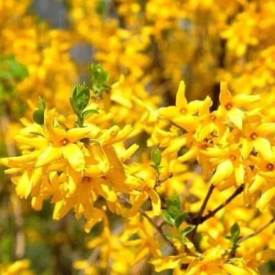 Форзиция  Форзиция в Калининграде