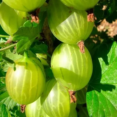 Крыжовник МАЛАХИТ в Калининграде