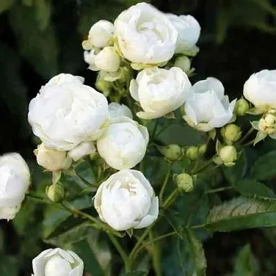 Саженцы роз УАЙТ МОРСДАГ полиантовая  Саженцы роз УАЙТ МОРСДАГ полиантовая в Калининграде