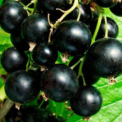 Чёрная Чёрная в Калининграде