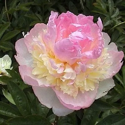 Пион РАСБЕРРИ САНДЕЙ травянистый  Пион РАСБЕРРИ САНДЕЙ травянистый в Калининграде