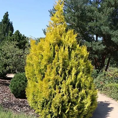 Туя СТОУНХАМ ГОЛД складчатая  Туя СТОУНХАМ ГОЛД складчатая в Калининграде