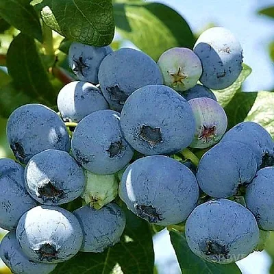 Голубика НУИ  Голубика НУИ в Калининграде