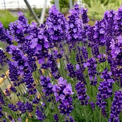Лаванда ХИДКОТ БЛЮ узколистная  Лаванда ХИДКОТ БЛЮ узколистная в Калининграде