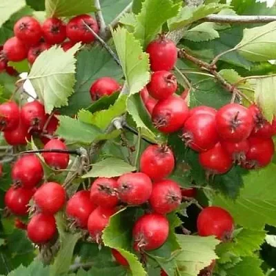 Боярышник СВАЯК в Калининграде