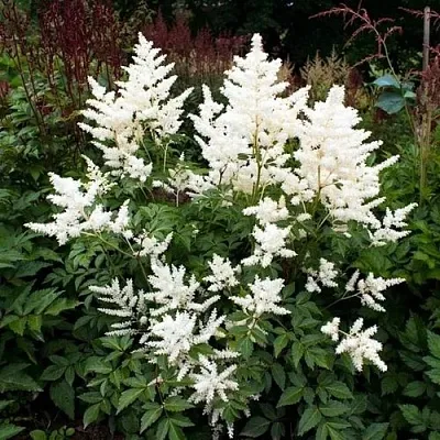 Астильба ДОЙЧЛАНД японская в Калининграде