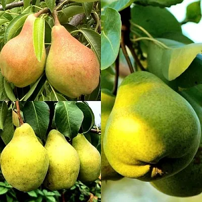 Комплект НАСТОЯЩИЙ ВОСТОРГ в Калининграде