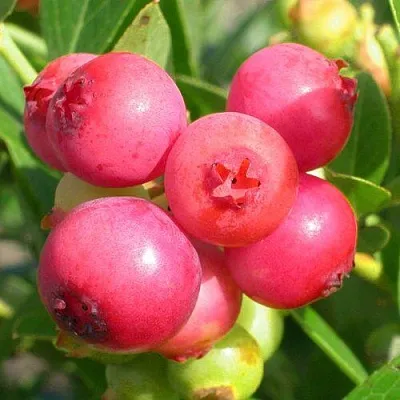 Голубика ПИНК ЛИМОНАД  Голубика ПИНК ЛИМОНАД в Калининграде