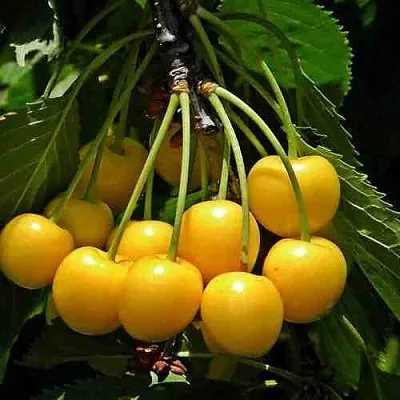 Черешня ЧЕРМАШНАЯ в Калининграде