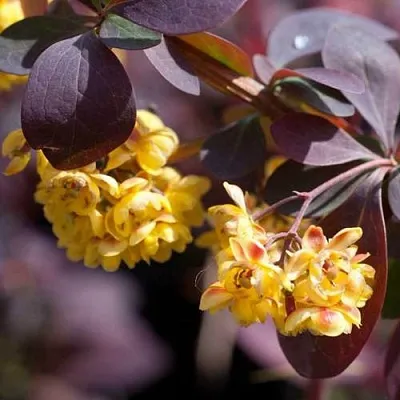 Барбарис  Барбарис в Калининграде