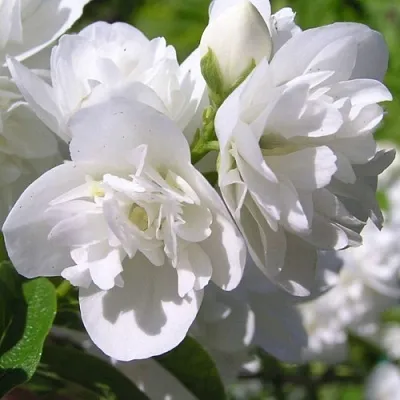 Жасмин ЖИРАНДОЛЬ  Жасмин ЖИРАНДОЛЬ в Калининграде