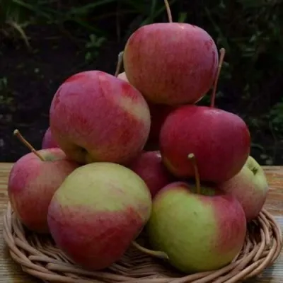 Яблоня РОДНИКОВАЯ в Калининграде