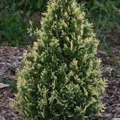 Туя БРАБАНТ ВАРИЕГАТТА западная — описание сорта Туя БРАБАНТ ВАРИЕГАТТА западная в Калининграде