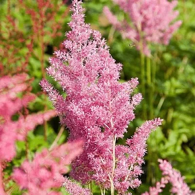 Астильба РЕЙНЛЕНД японская в Калининграде