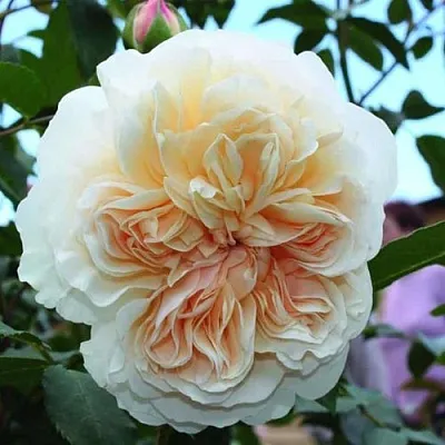 Саженцы роз ЛИЧФИЛД ЭНДЖЕЛ английская  Саженцы роз ЛИЧФИЛД ЭНДЖЕЛ английская в Калининграде